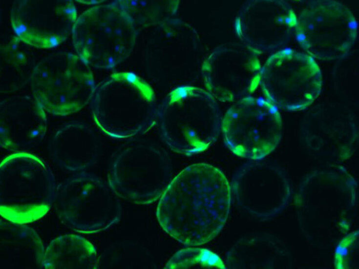 Stem cell technology aids 3D printing cartilage repair - Medical Device ...